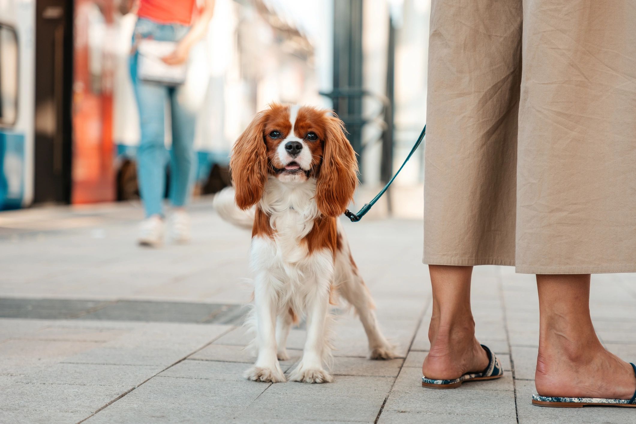 Cavalier King Charles Spaniel puppy looking at the camera
