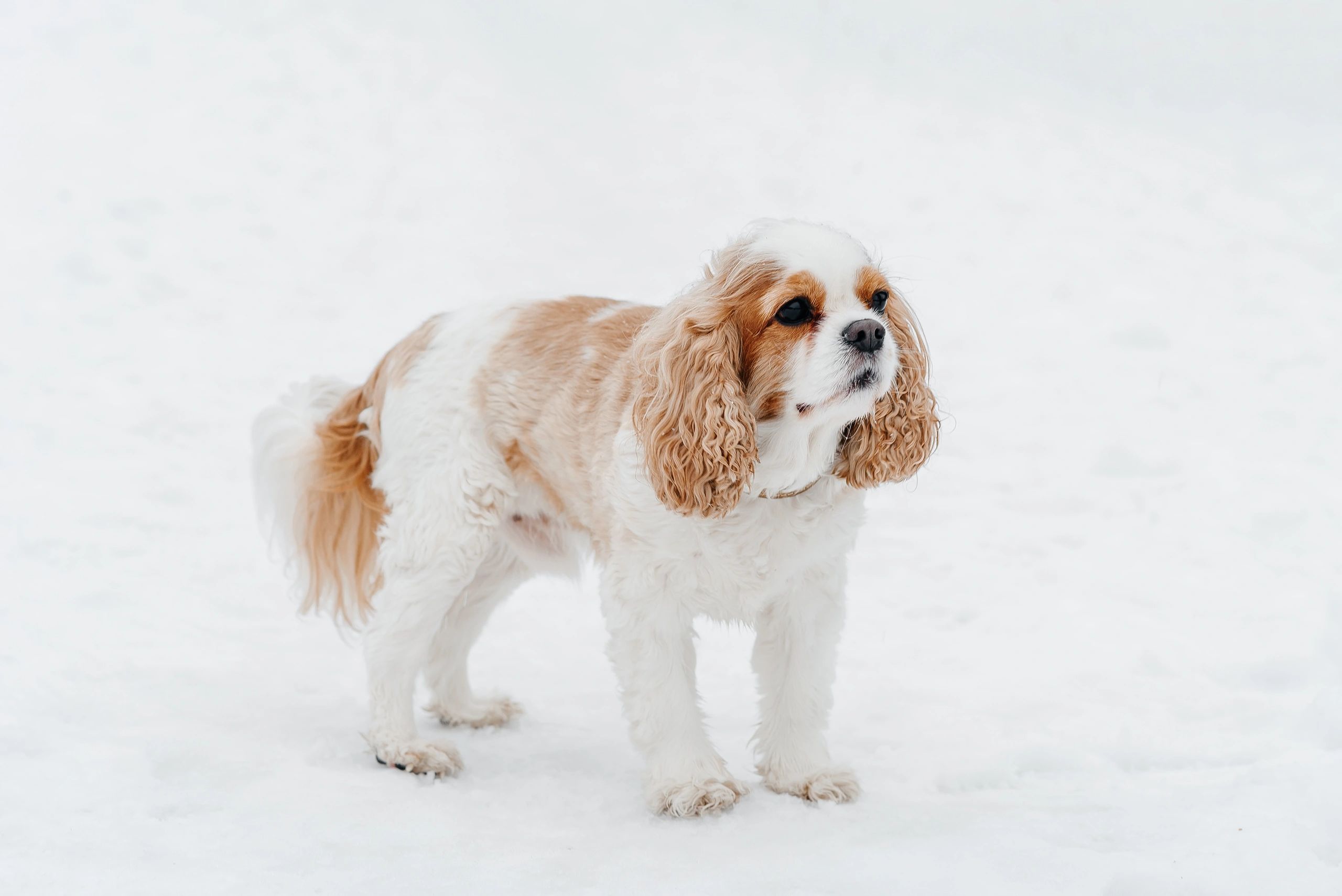 Cavalier King Charles Spaniel outdoors in a natural setting